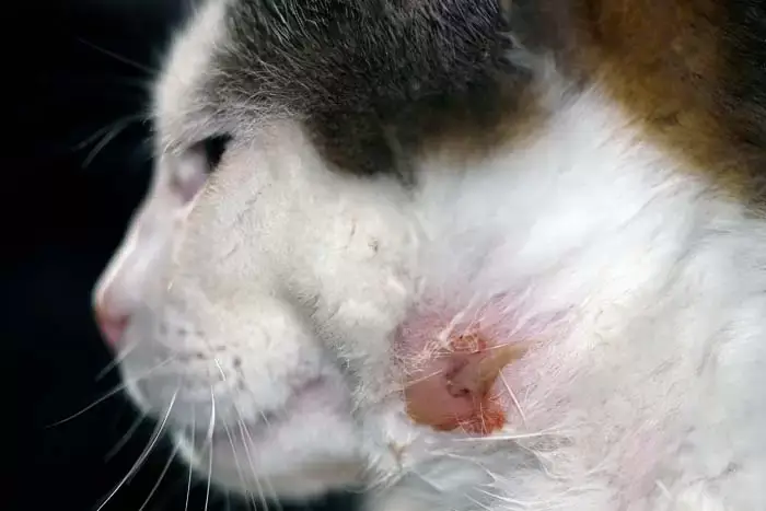 Abscess on cat