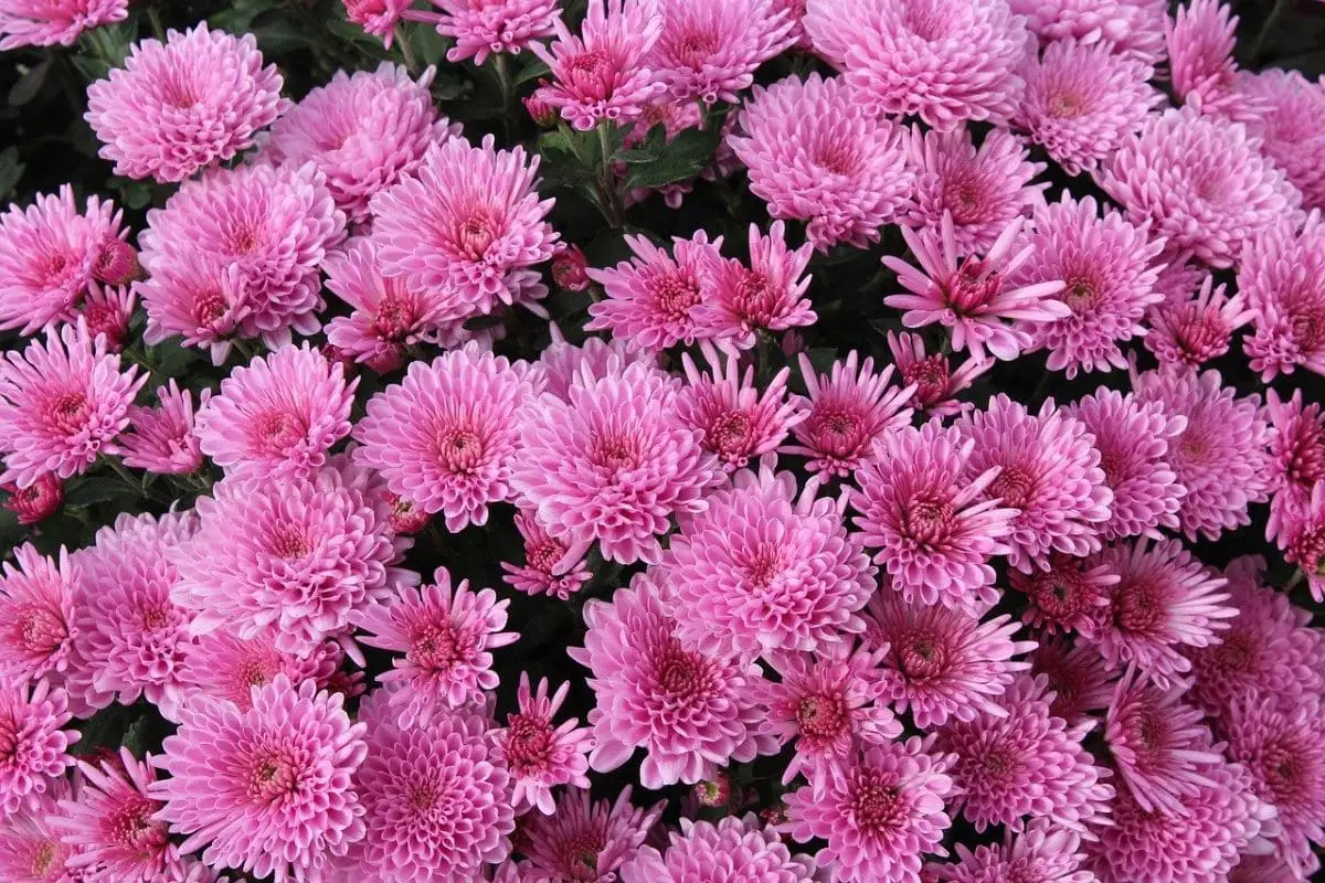 Is chrysanthemum toxic to cats?