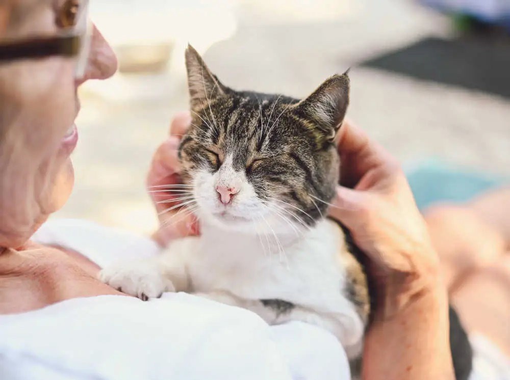 senior cat peacefully resting on owner