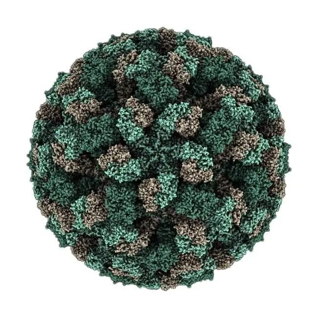 Feline calicivirus