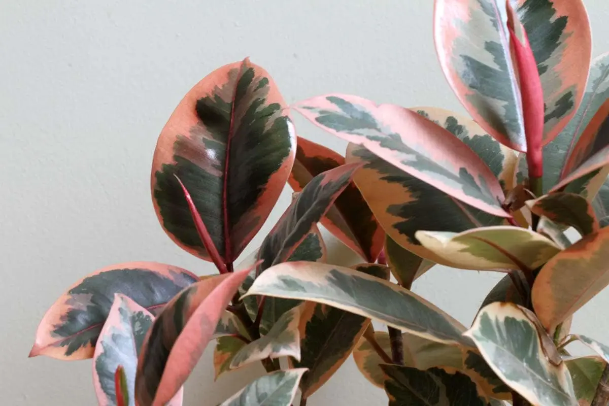 Is ficus toxic to cats?