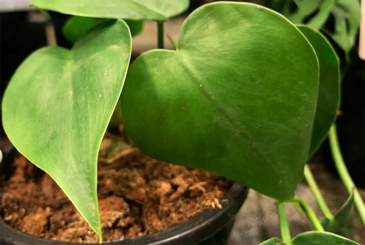 Heartleaf philodendron