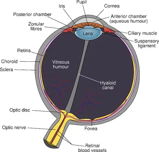 Anatomy of the inner eye