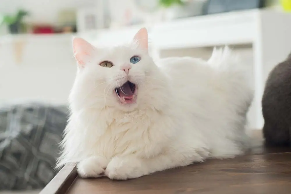 cat meows