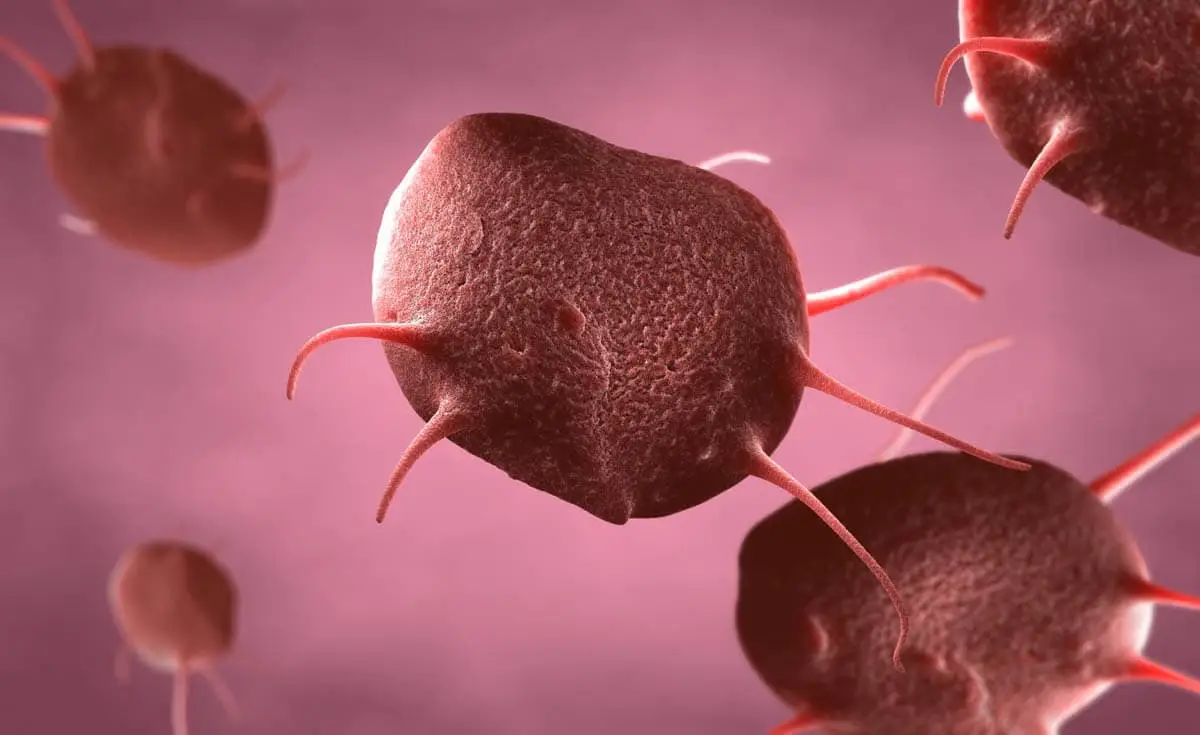 Low blood platelets in cats