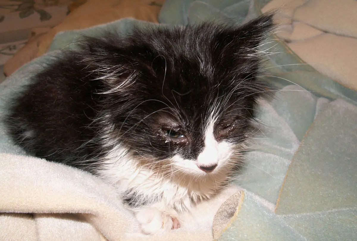 Conjunctivitis in cats