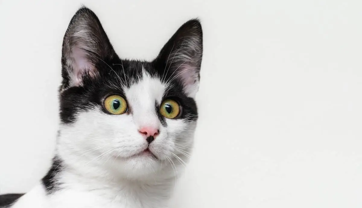 Causes of weight loss in cats