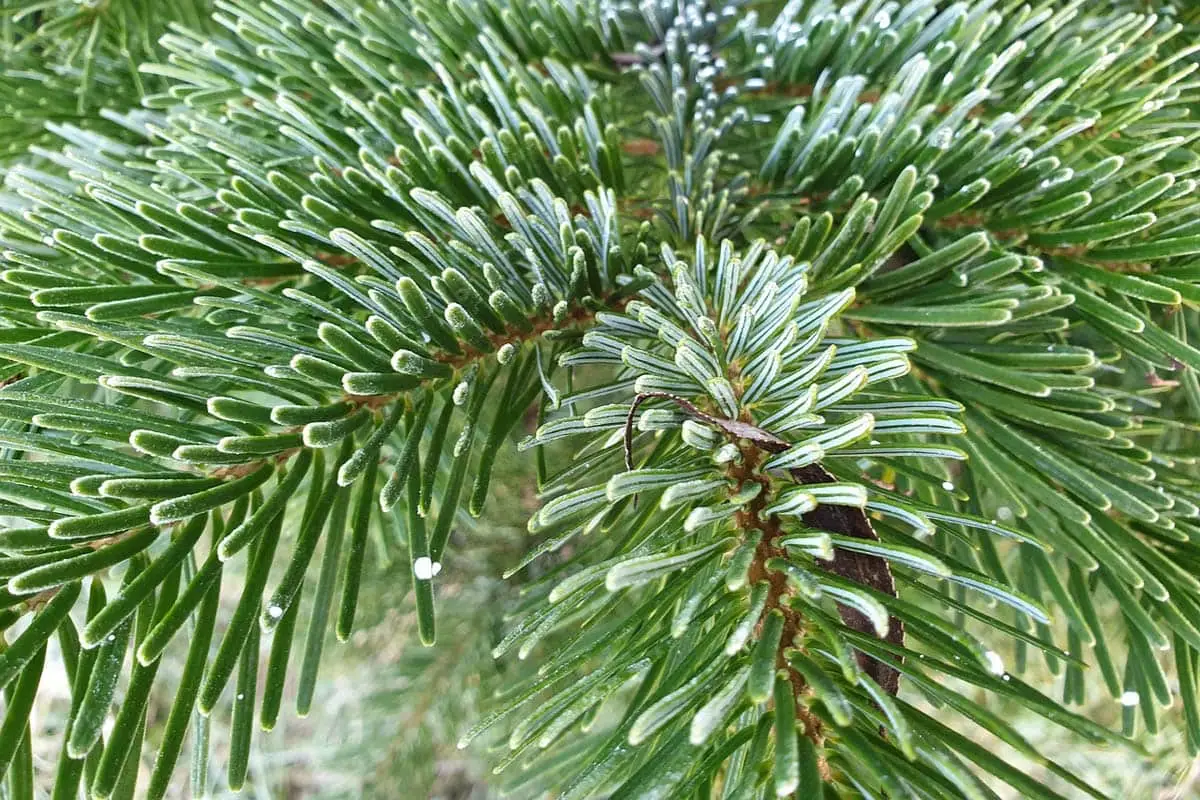 Is Nordmann fir toxic to cats?