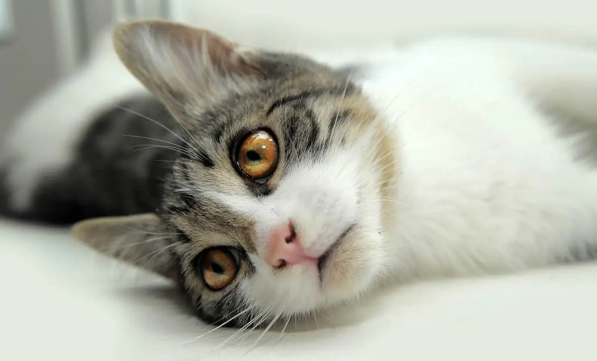 Liver disease in cats
