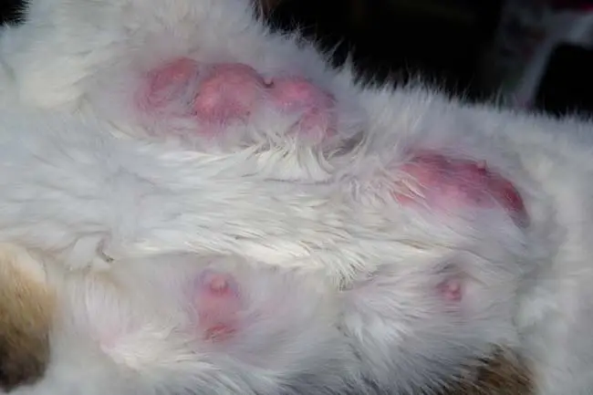 Mastitis in cats