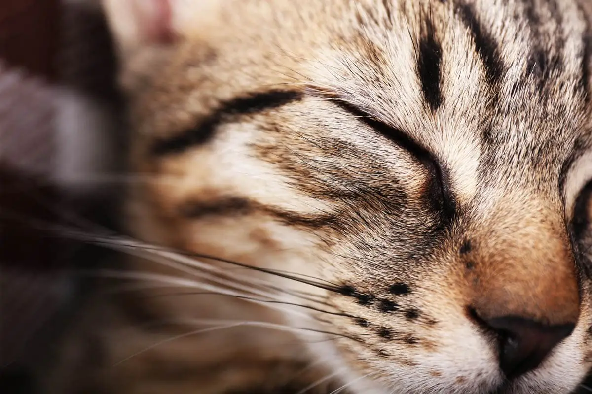 Mastitis in cats