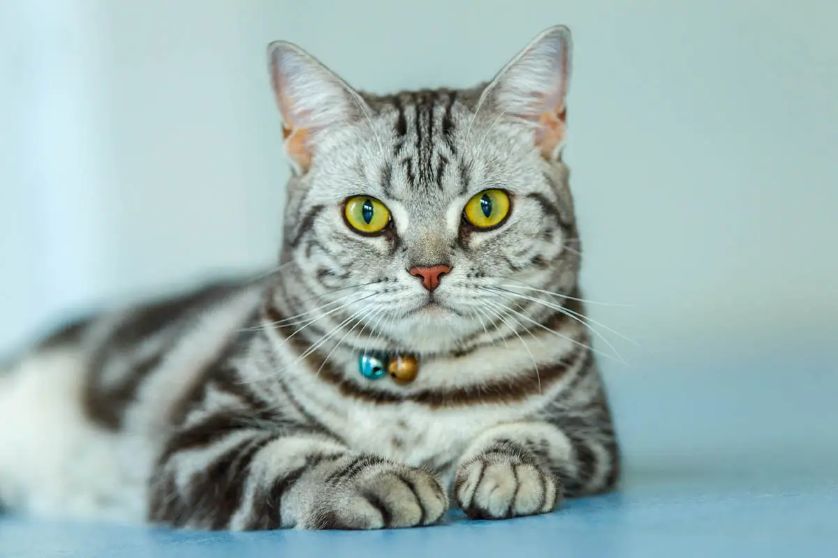 Medical problems which can masquerade as bad behabiour in cats
