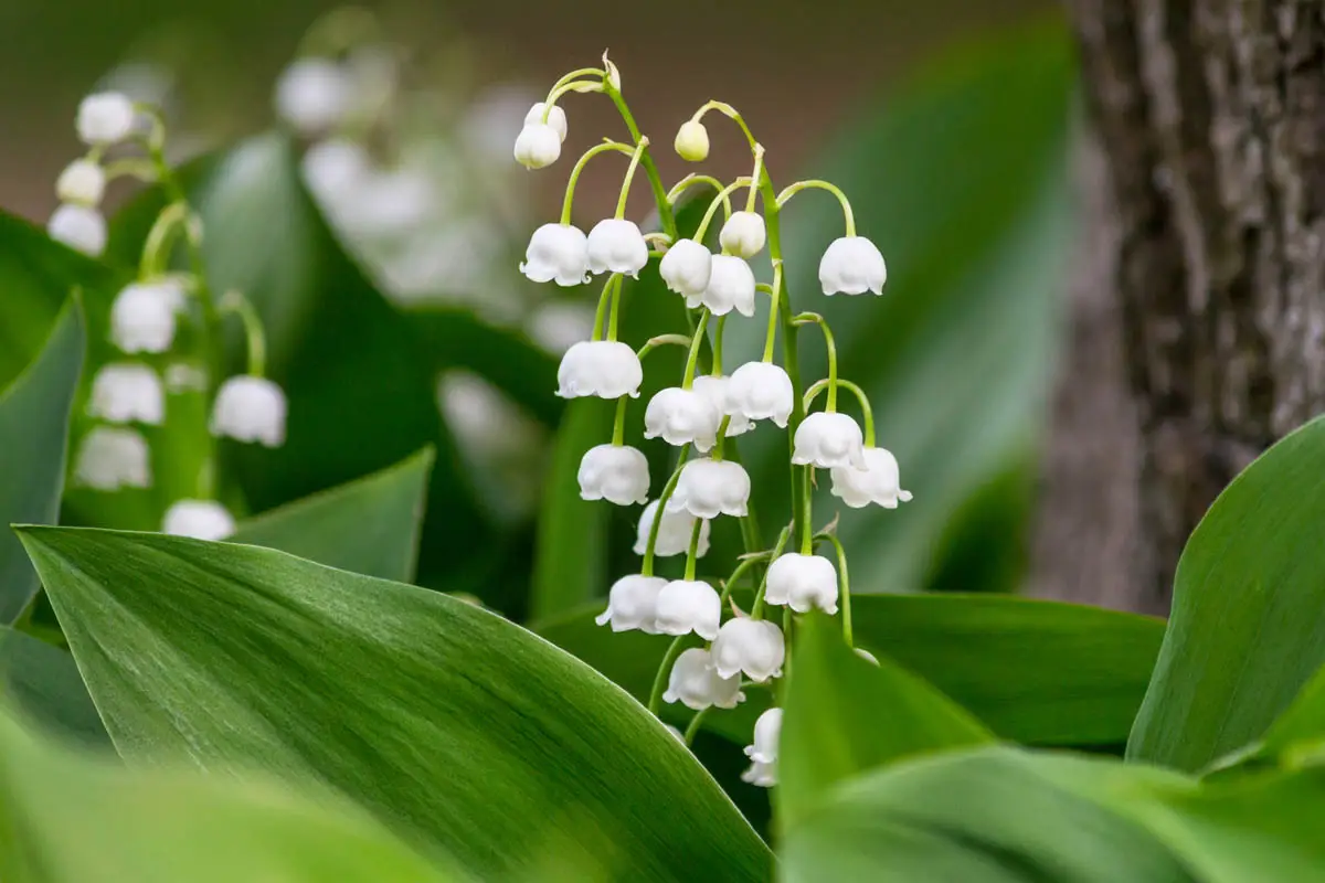 Is lily of the valley toxic to cats?