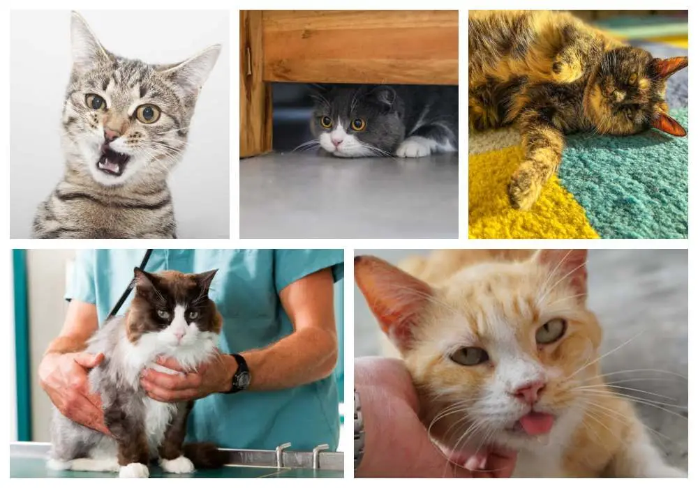 collage of pictures of cats having seizure symptoms