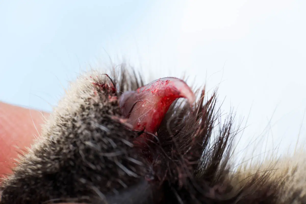 Cat claw trauma