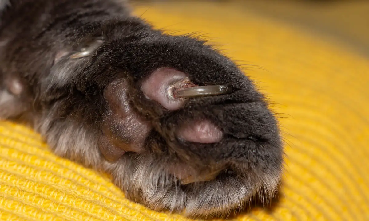 Overgrown cat claws