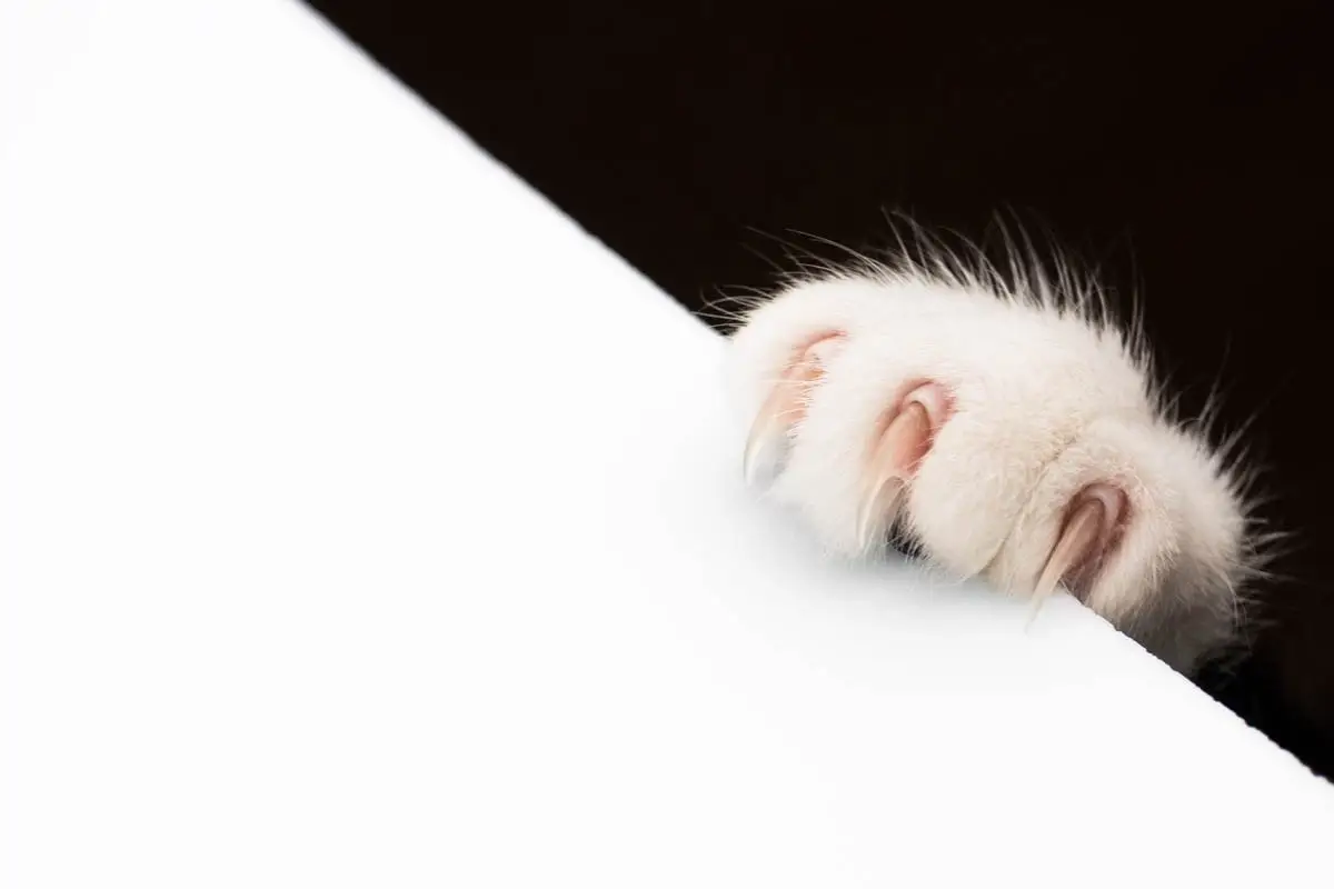 Cat claw disorders