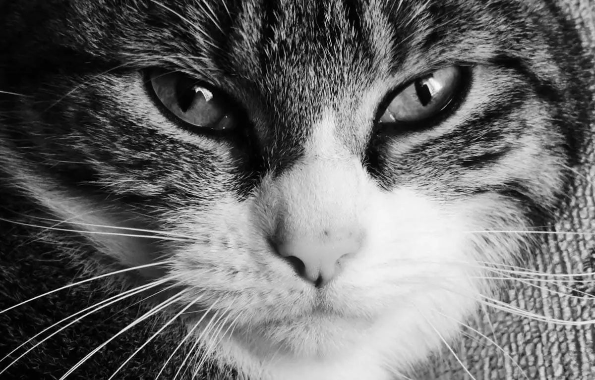 Chronic vomiting in cats