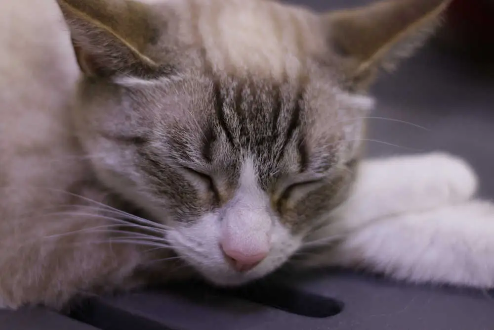 cat laying on the floor with eyes closed