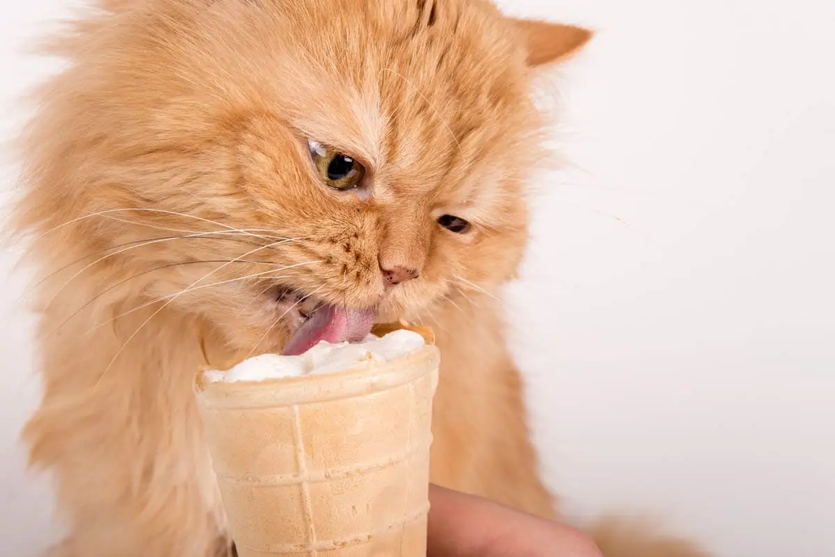 Can cats eat ice cream?