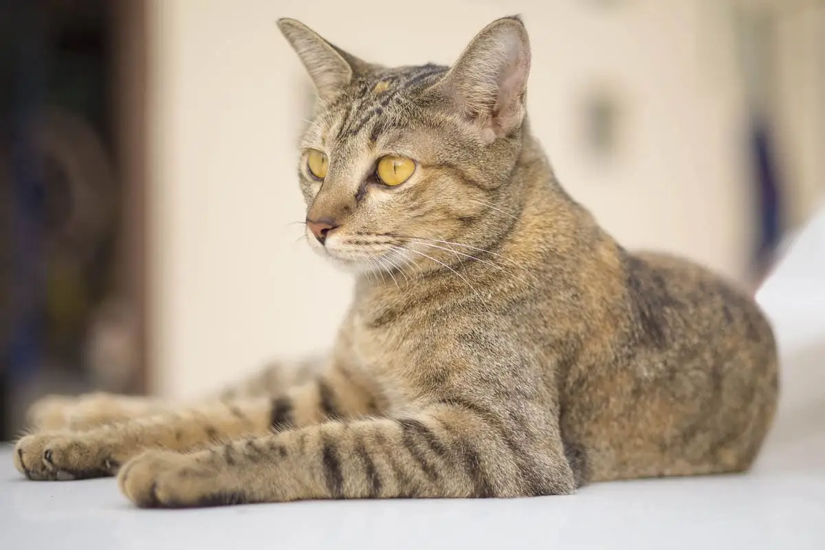 Cowpox in cats