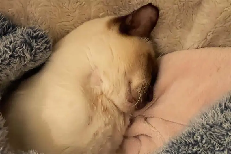 Norman 1 day post surgery