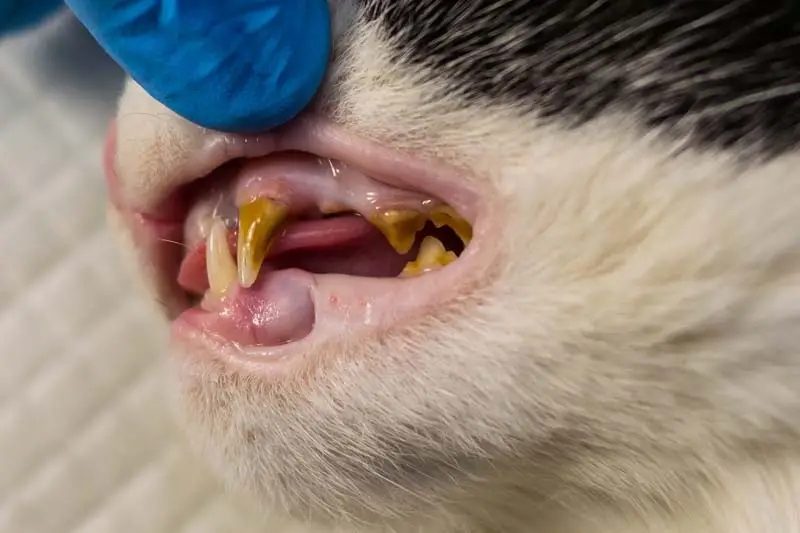 Tartar on a cat