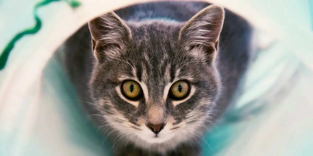 Claratin for cats