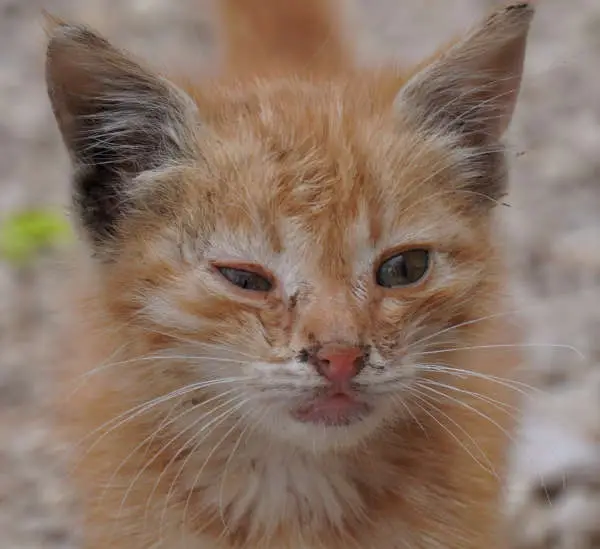 yellow discharge from cat