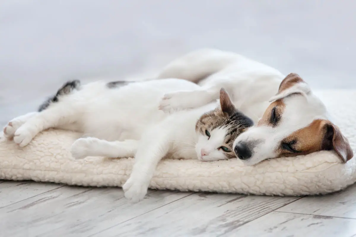Can cats catch roundworms from dogs?