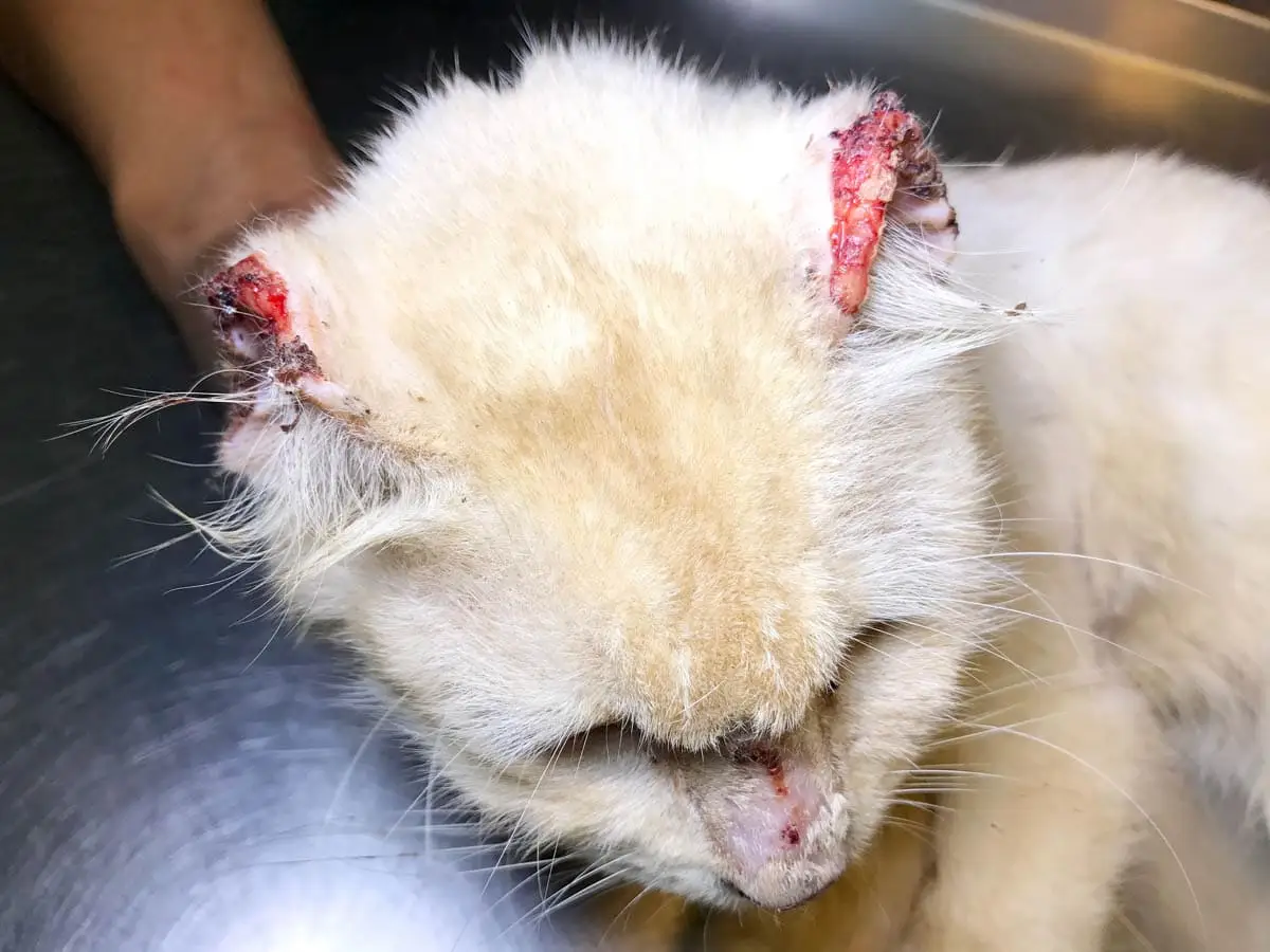 Cancer on a cat
