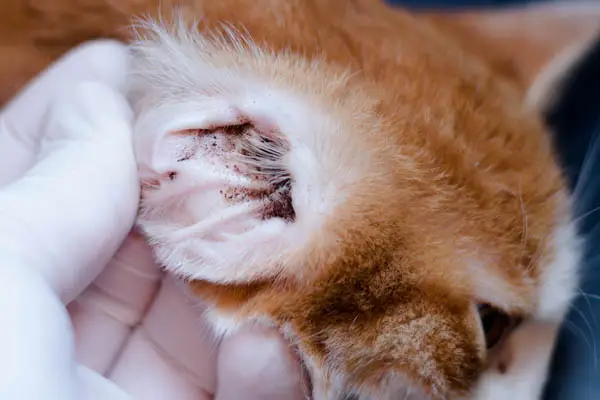Ear mites