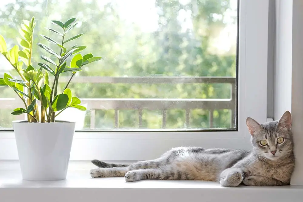 zz plant toxic to cats