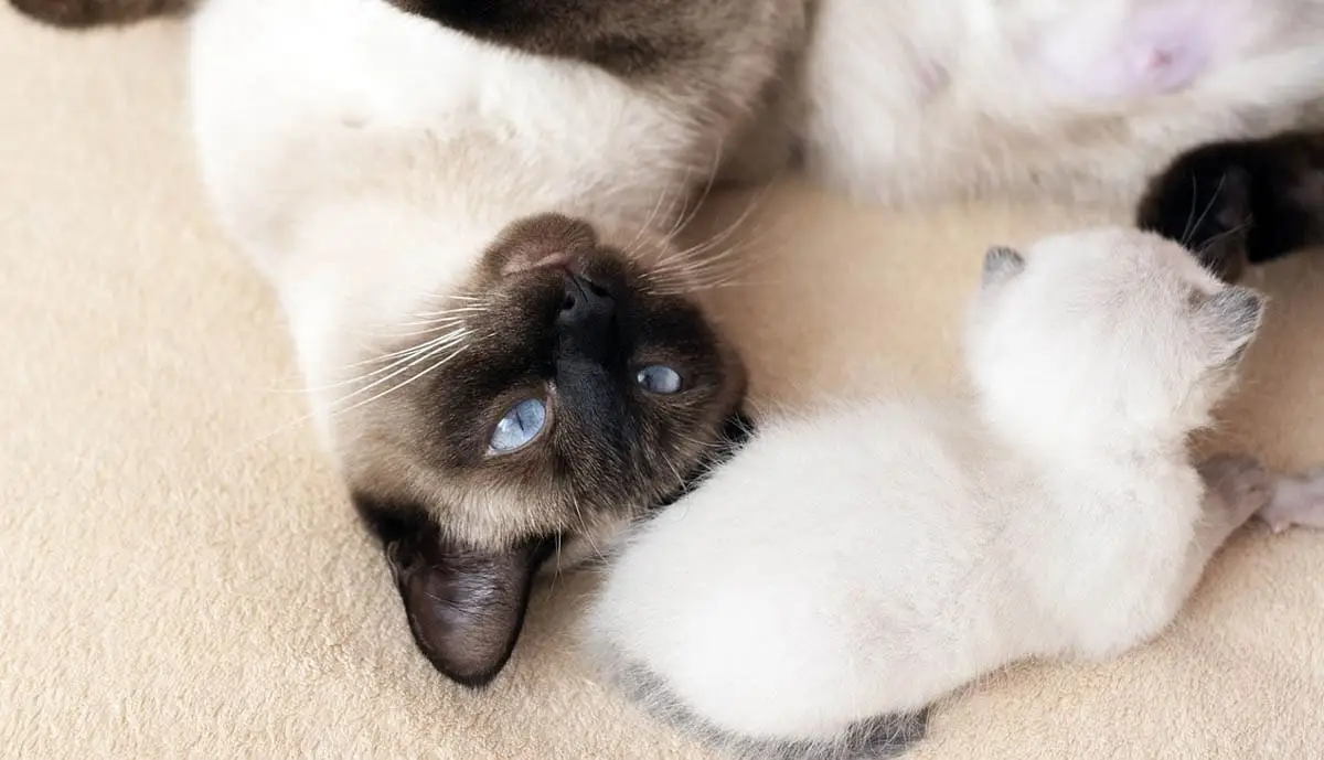 Inherited diseases in cats