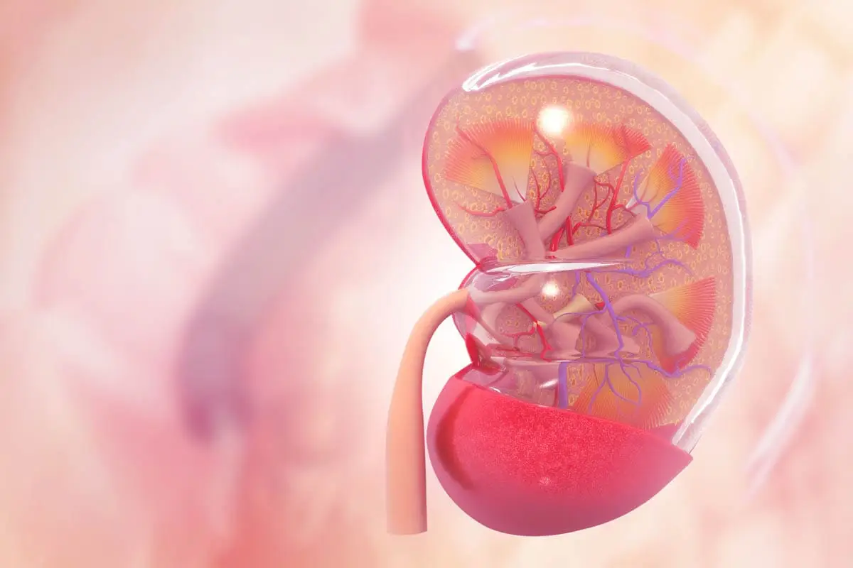 Kidney disease in cats
