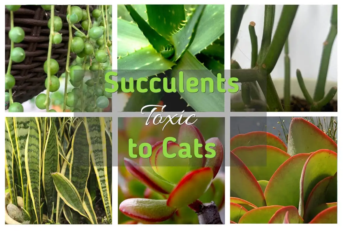 Succulents toxic to cats