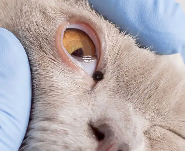 cyst on a cat