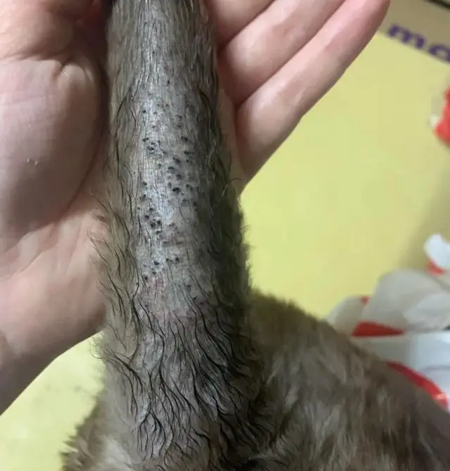 cyst on a cat