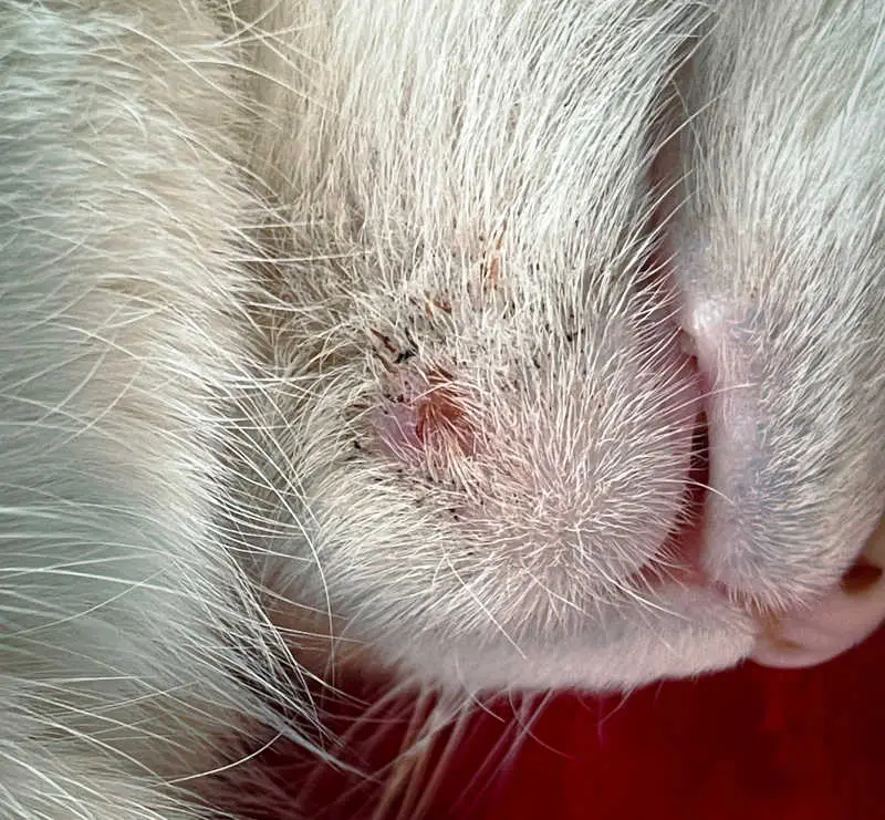 cyst on a cat