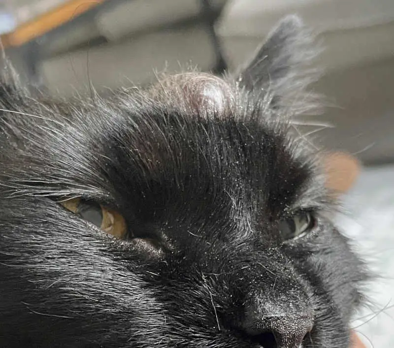 cyst on cat