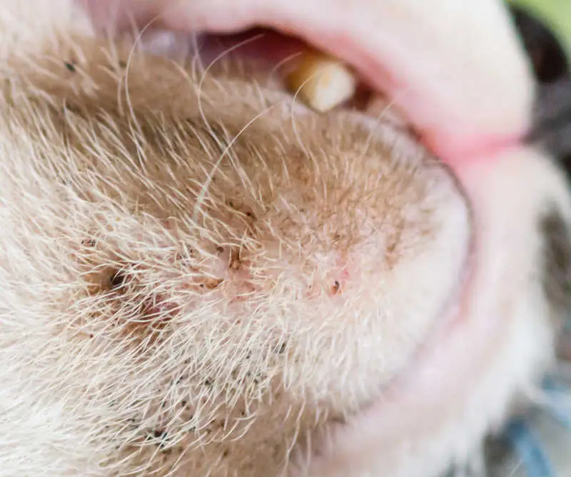 Follicular cyst on a cat