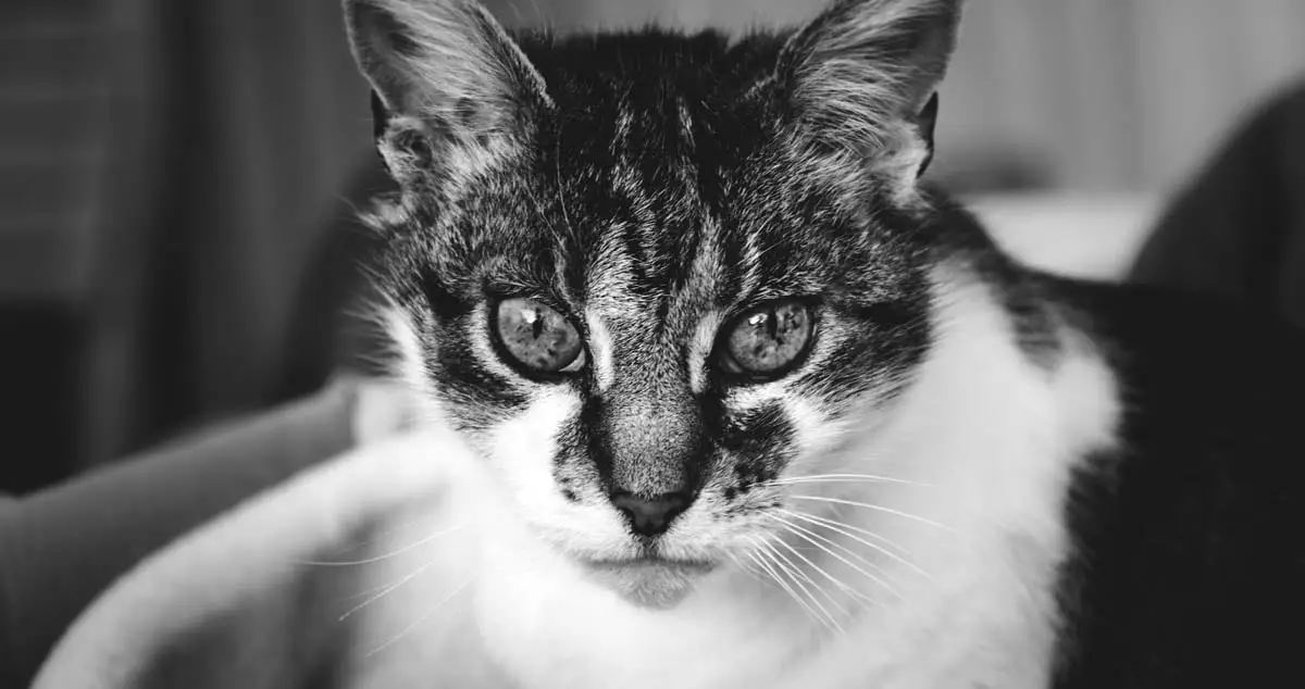 Ocular (eye) swelling in cats