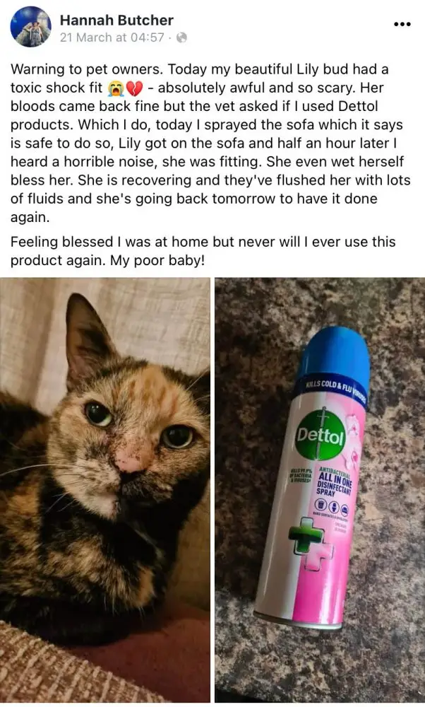 Dettol toxicity in a cat