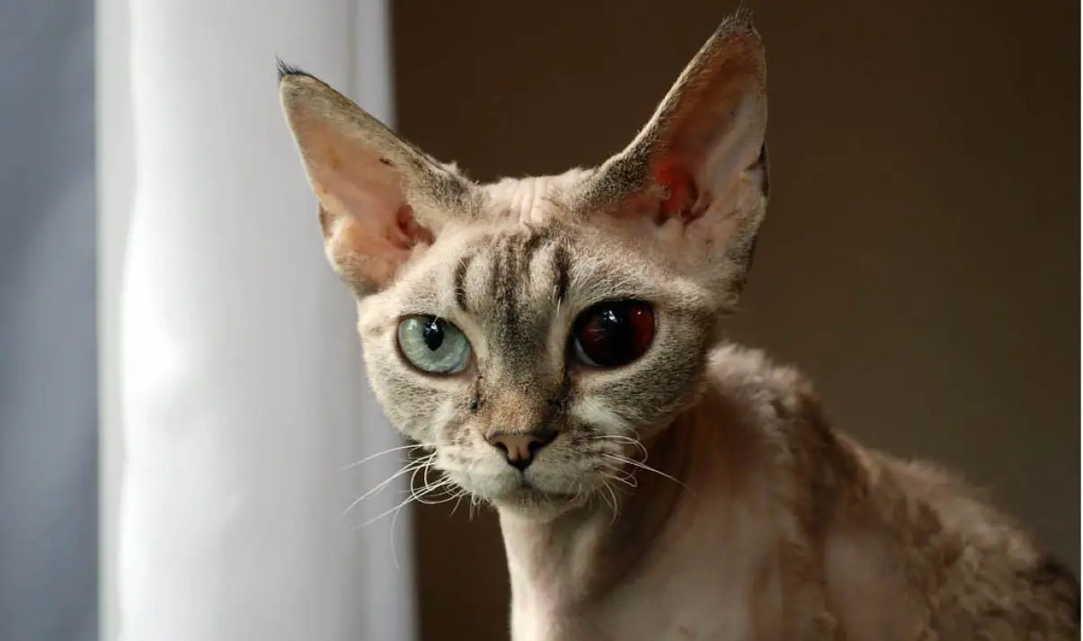 Uveitis in cats