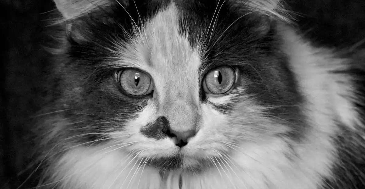 Breathing difficulty in cats