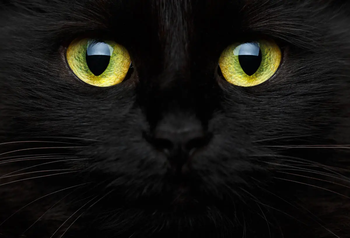 Hypertension in cats