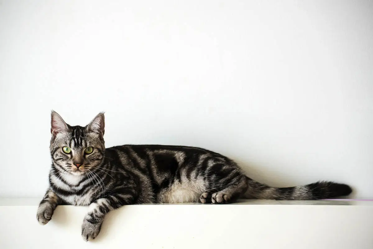 How to determine if a cat has been spayed or neutered