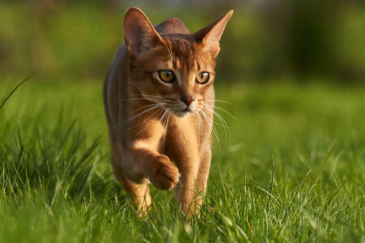 Cruciate ligament rupture in cats