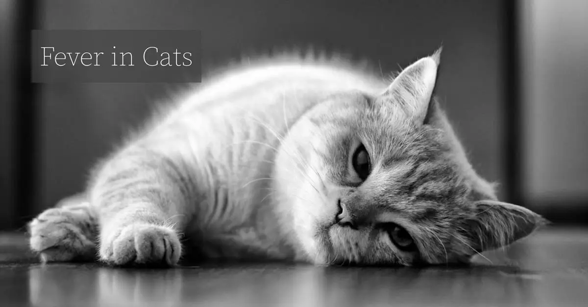Fever in cats