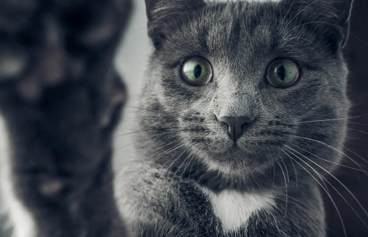 Esophagitis in cats